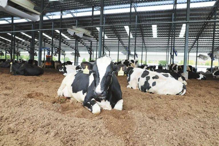 打开"智慧化牧场"养殖系统平台,每头奶牛的繁殖,产奶,饲喂,健康,疾病