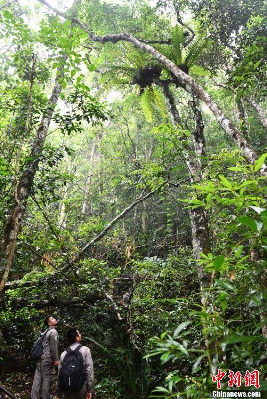 探访护林员巡护“国宝”海南热带雨林