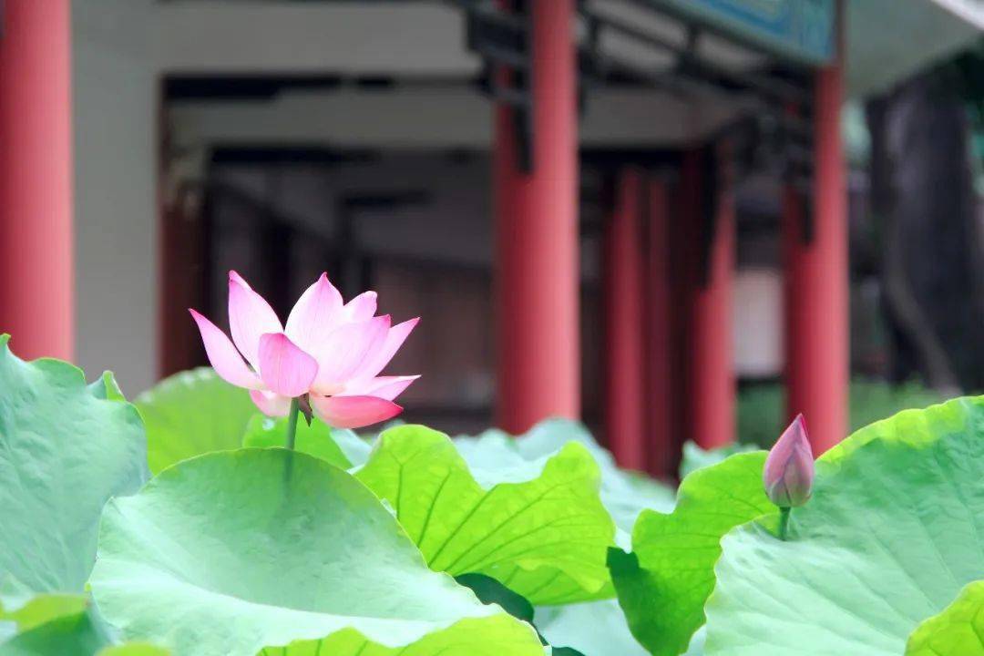 来了就会爱上执信中学执信路校区高中招生校园开放日