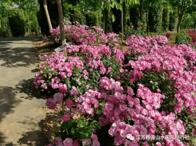 丹阳散客旅游联盟5月2829日句容天下玫景赏花得撒豆腐村纯玩一日游69