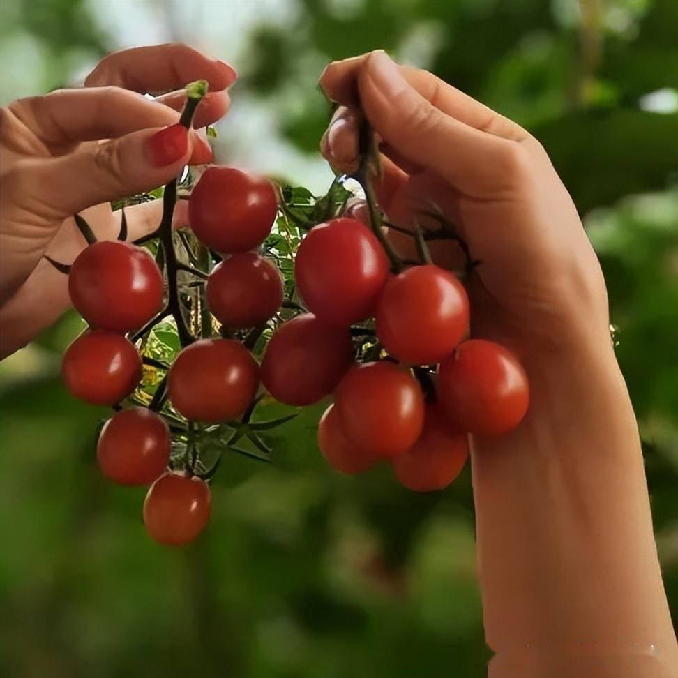 金塔县中东镇高颜值水果小番茄熟了邀你来采摘