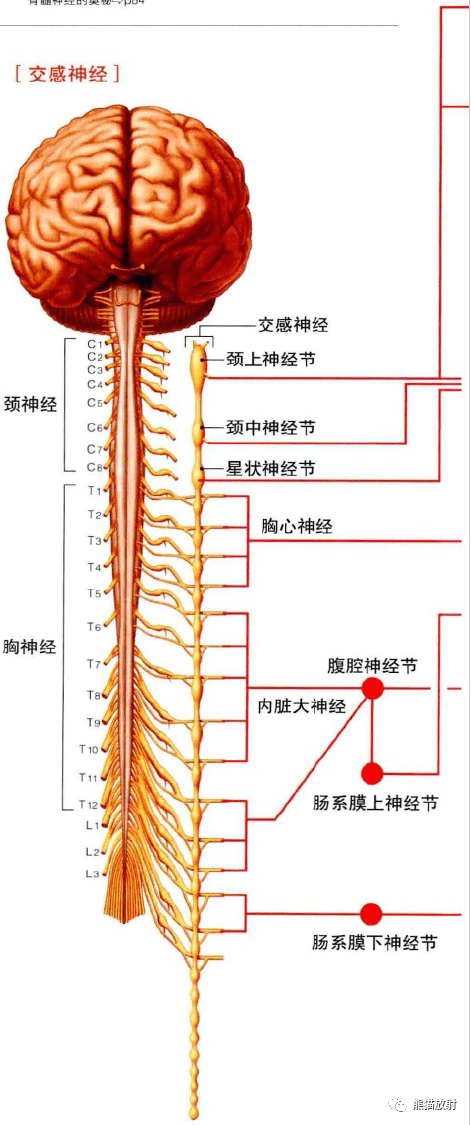 3d解剖丨內分泌系統,神經系統_的作用_功能_上圖