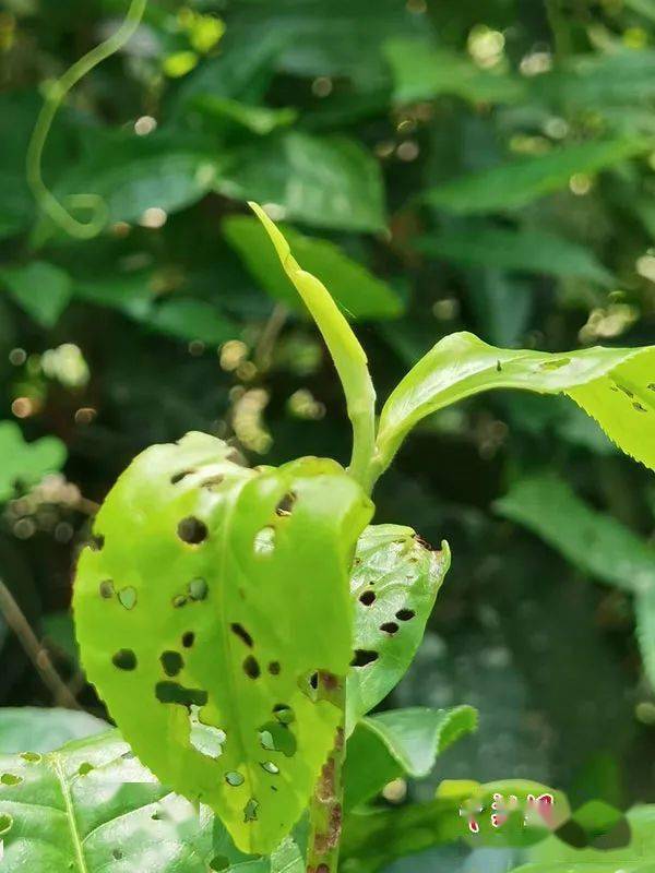 小绿叶蝉咬过的茶叶然而,近年来随着蝉茶的兴起,星湾茶场的劣势反而