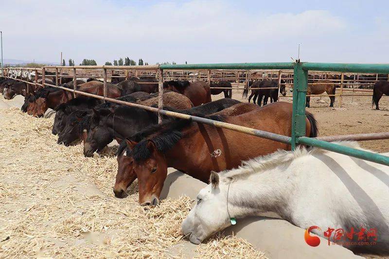 临泽推进规模化养殖加快乡村振兴步伐