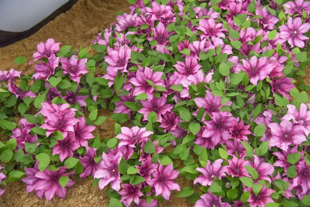 属于阳台党的神仙铁线莲,轻松开出一片繁星_许愿星_艾维森_切尔西