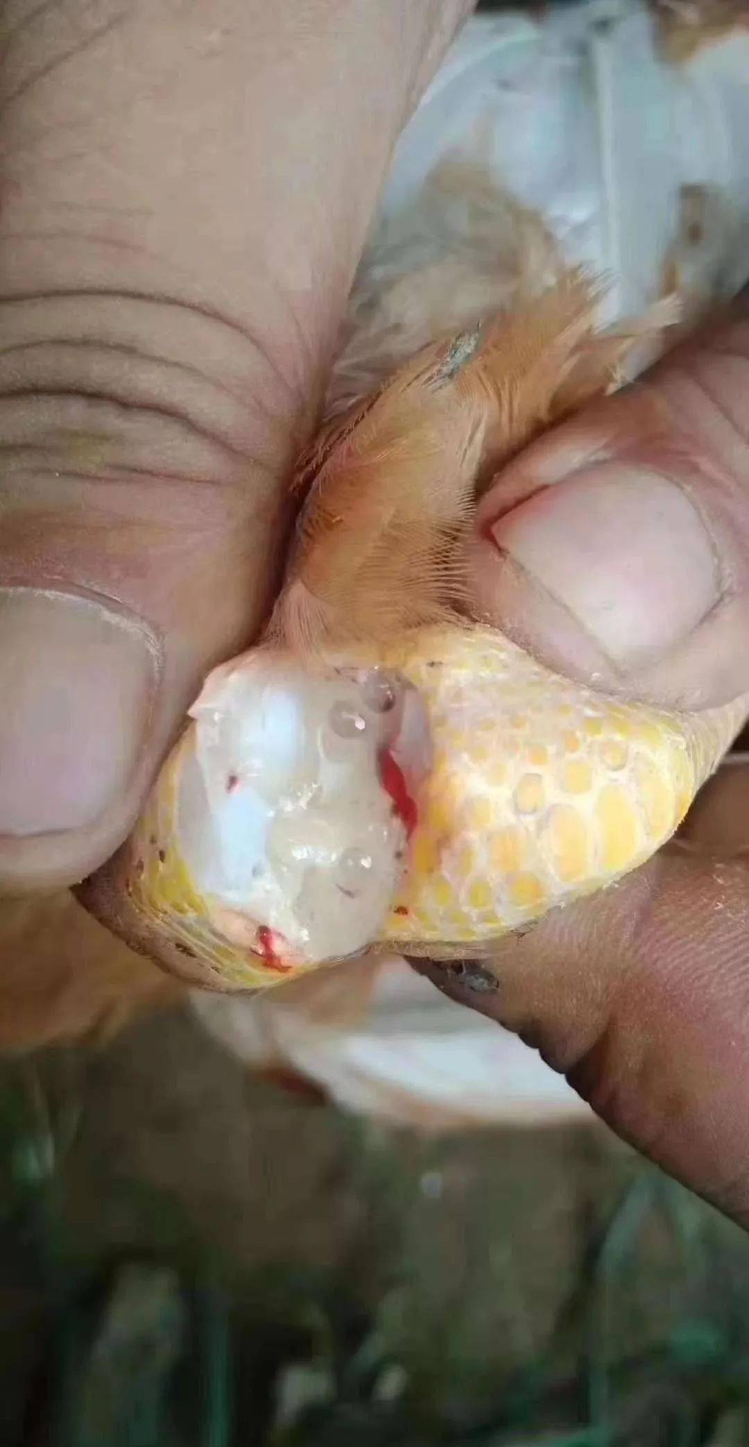 再谈鸡滑液囊支原体为何难以治疗