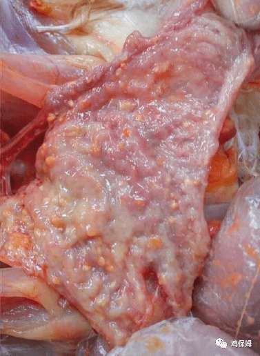 鸡吸血虫病——又双叒叕_输卵管_虫体_子宫