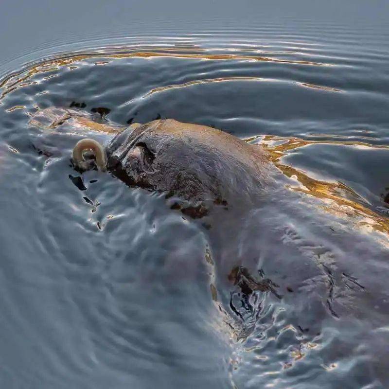 可达鸭竟然是没有心的"毒"鸭?_鸭嘴兽_哺乳动物_图片