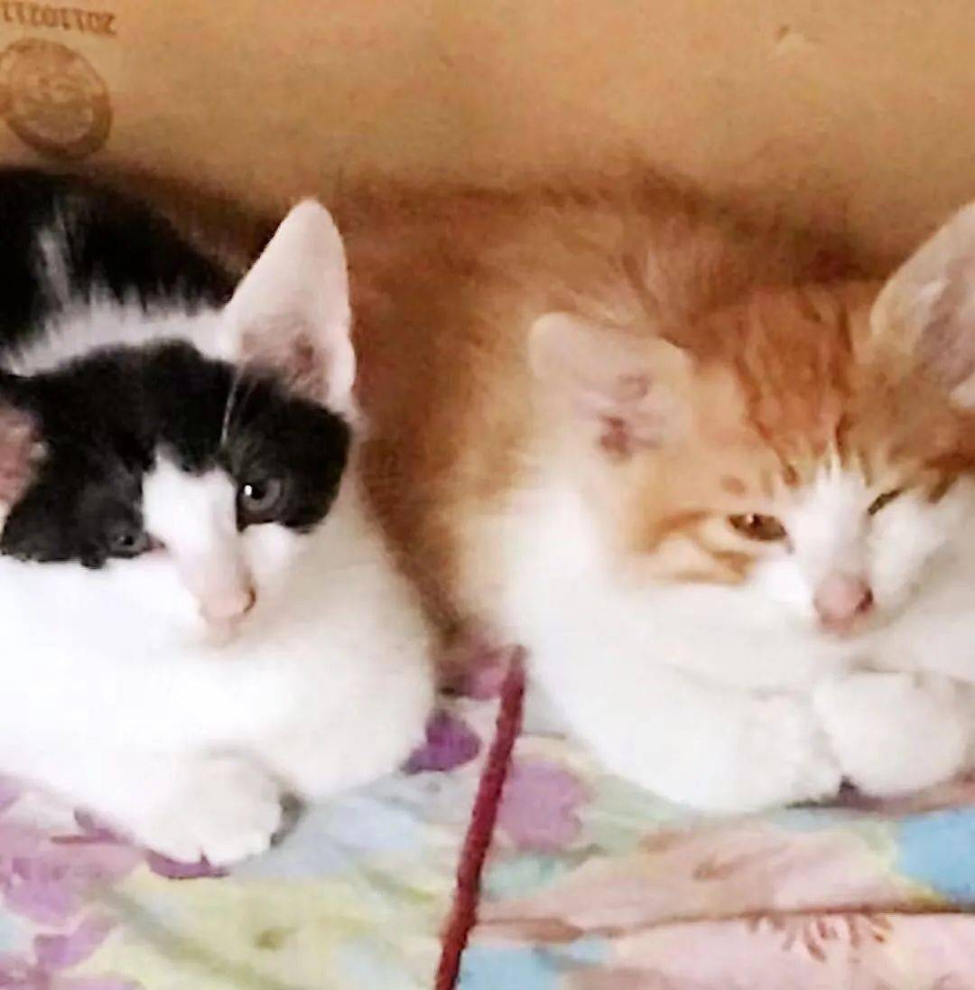 杨根秀：大猫小猫