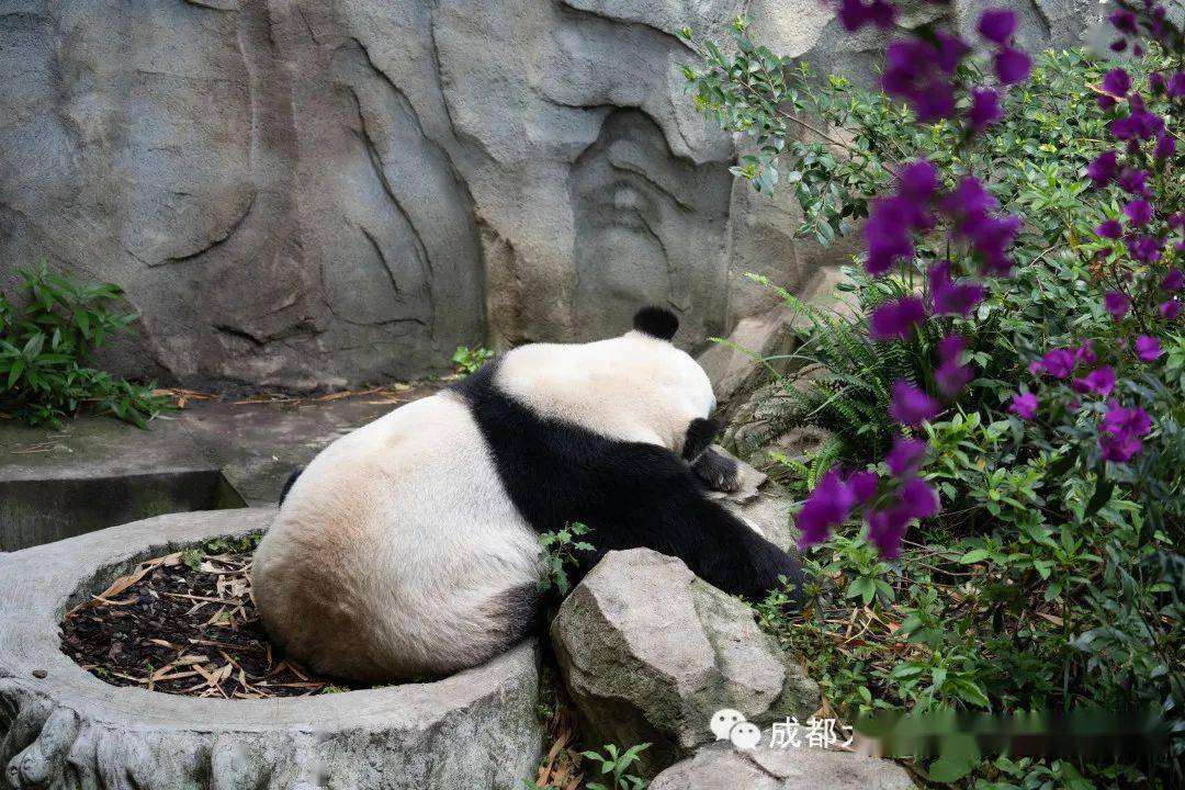 史前大熊猫的分类熊猫大熊猫