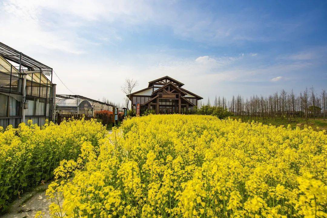 共富擂台全域农创看崇福