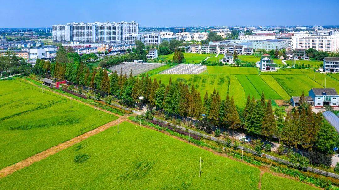 新仓环境整治助力全域秀美焕发新活力_新仓镇_农户_工作