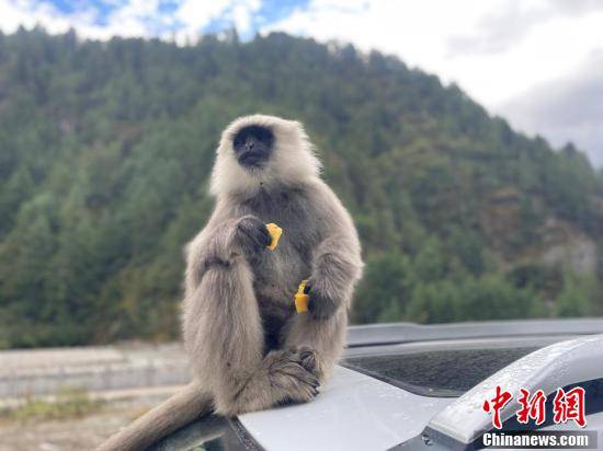 长尾叶猴“光顾”西藏亚东县城