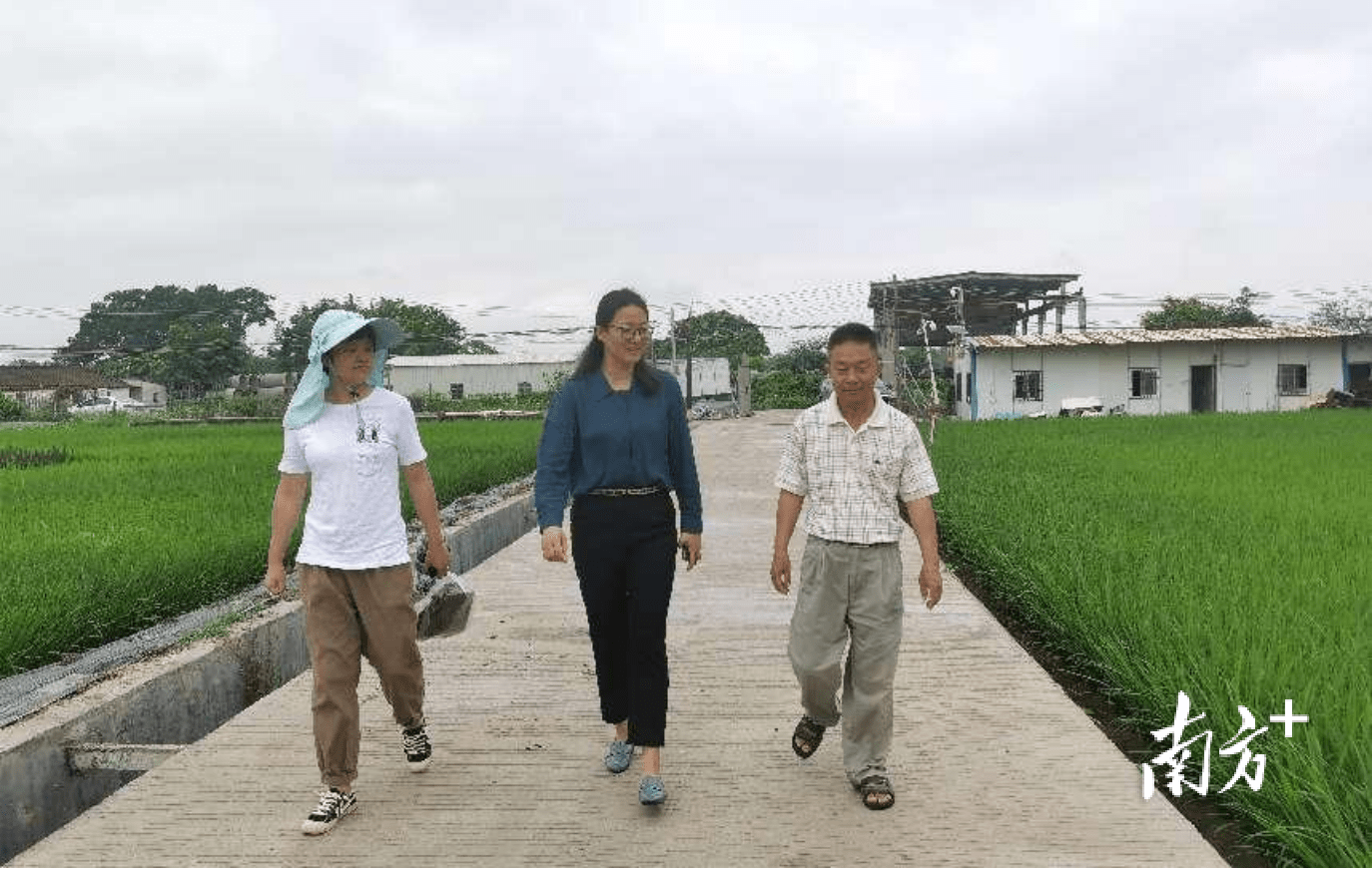 海丰可塘镇迅速行动保护野生稻遗传资源