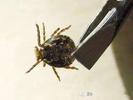 注意啦蜱虫出没赶紧收下这份防治攻略