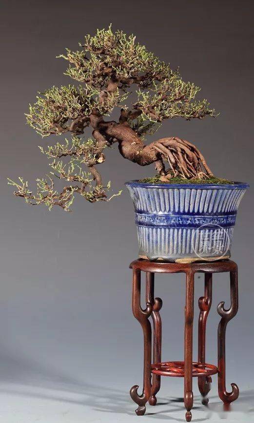 东风桔_cm_山桔_作品