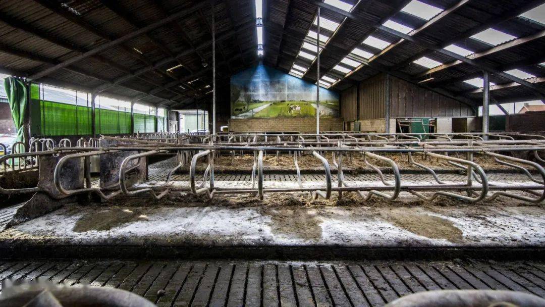 【荷兰】荷兰政府限制氮排放出大招,建设新型牲畜栏_环保组织_畜牧业