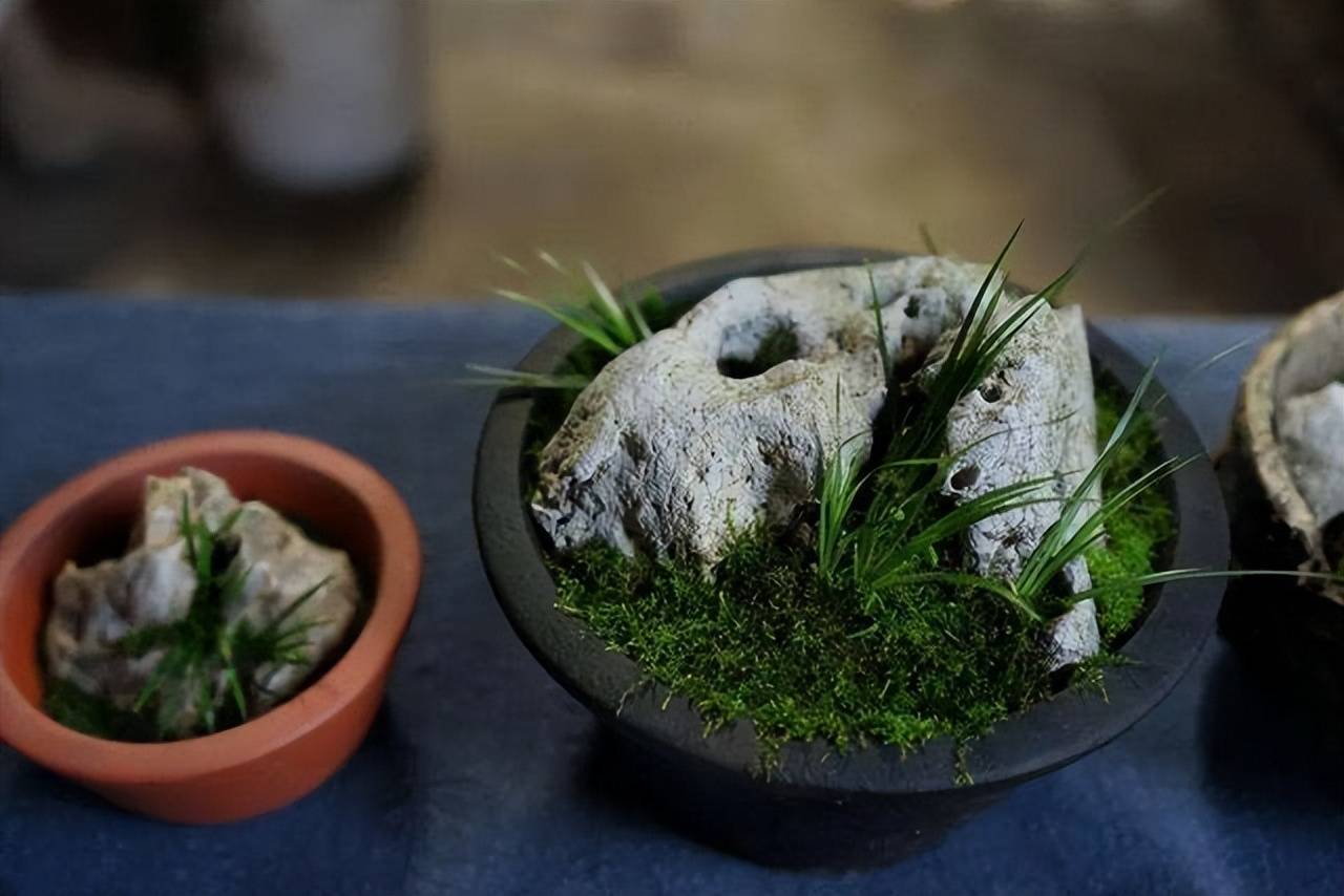 这种常见的野草,却被称为"江南七俗"之一,美得有些不同寻常_菖蒲_的