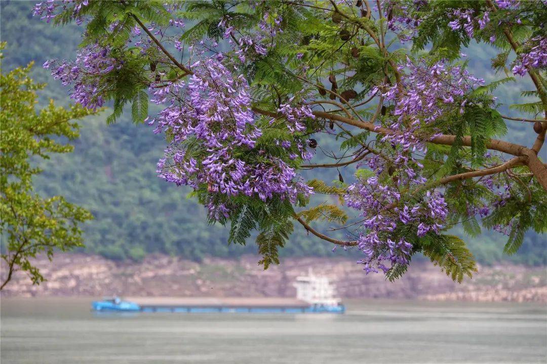 藍花楹綻放浪漫席捲雲陽