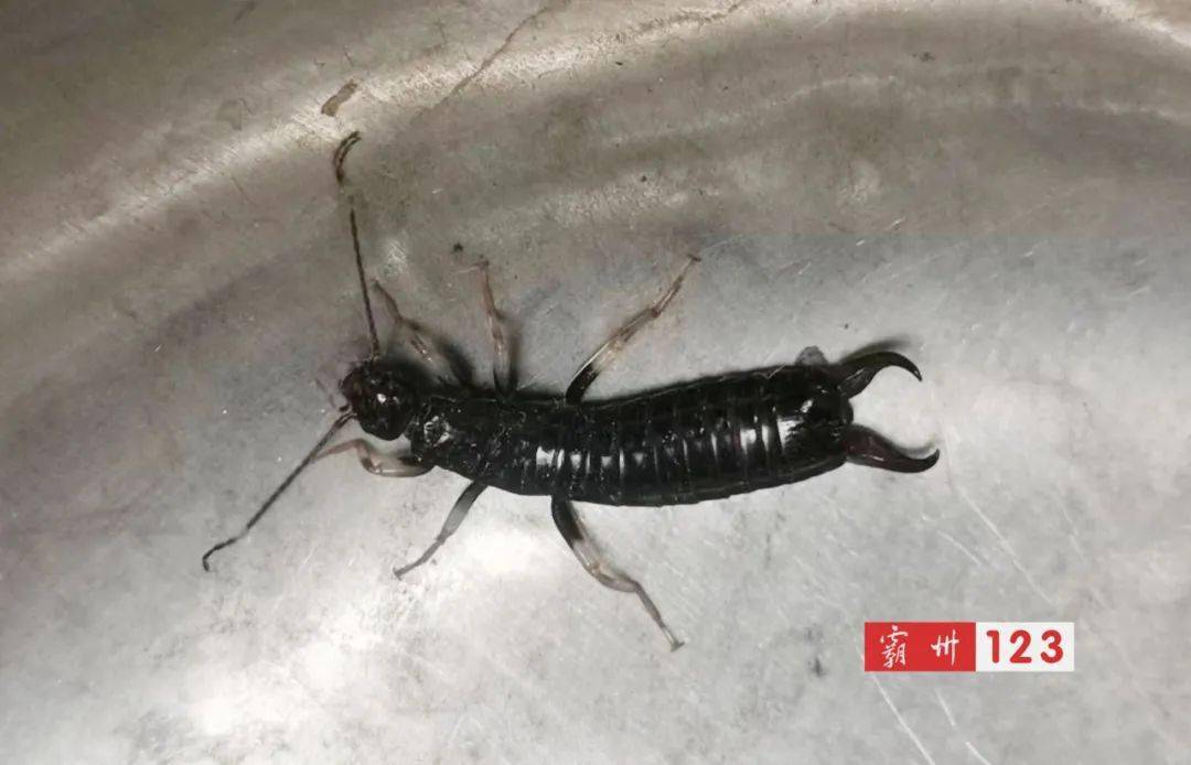 千万别用手抓霸州村民发现一黑黢黢大钳子虫