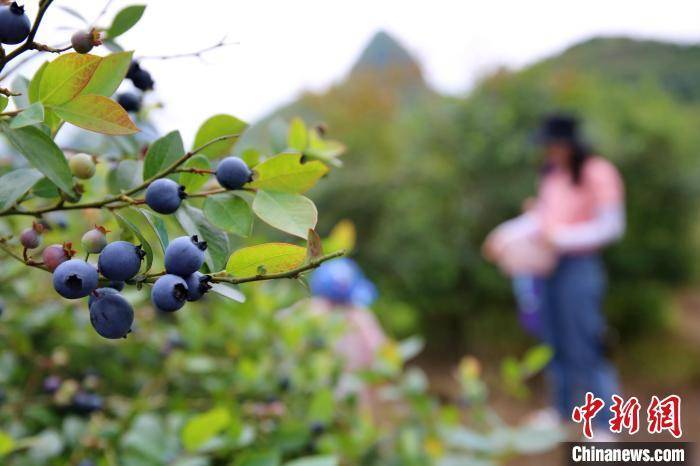 广西民众在高山蓝莓园体验“蓝莓自由”