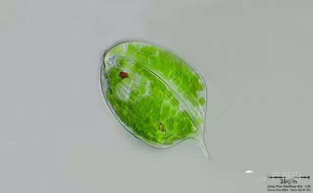 甲藻门代表植物图片