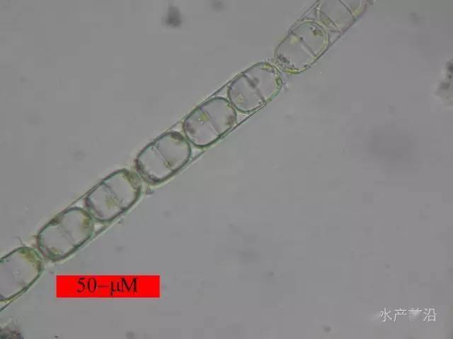 藻膝曲裸藻绿裸藻甲藻门多甲藻属角藻属金藻门等鞭金藻属硅鞭金藻属