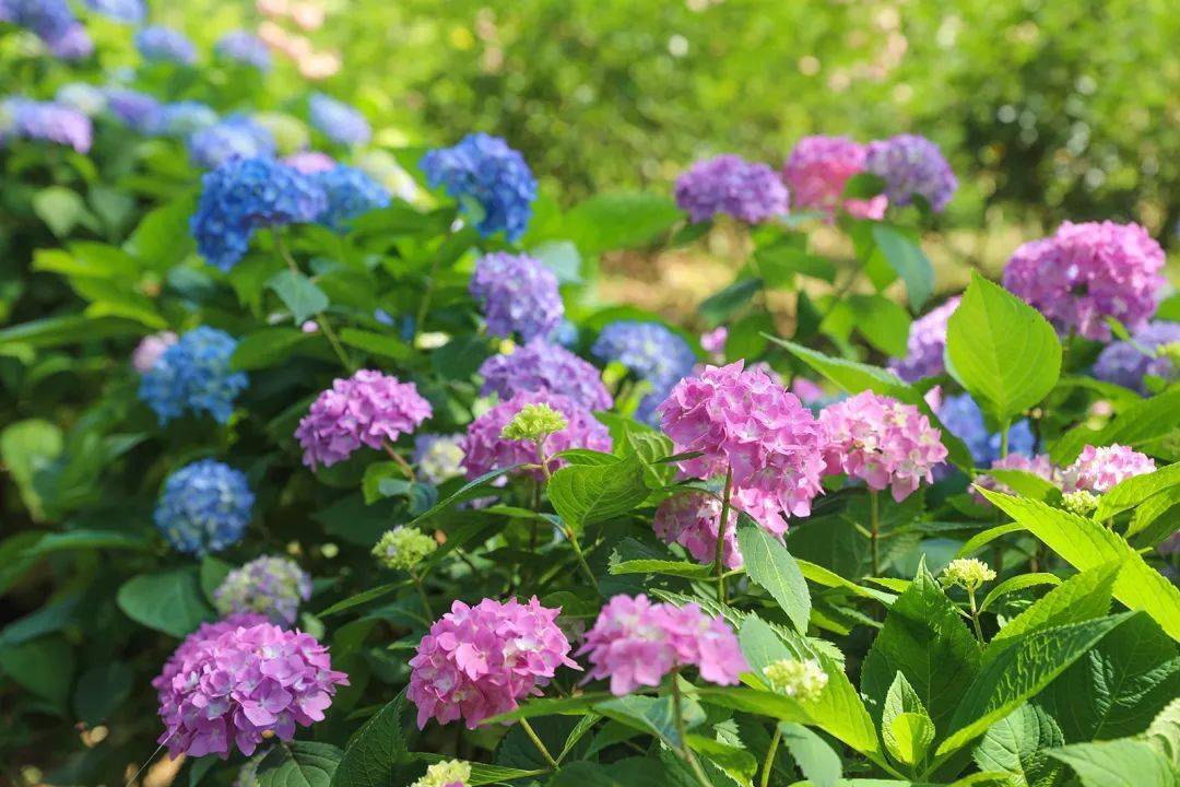 四季黄山相约夏天足不出市这个端午西递石林送您一片花海