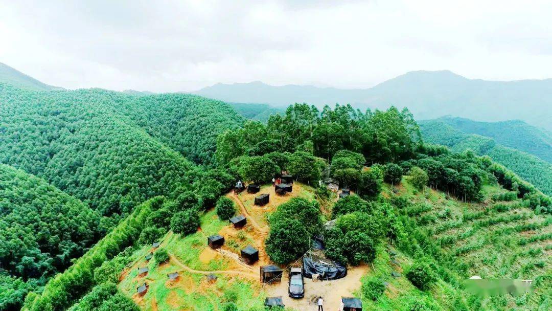 桂平中沙镇的特产果树助力乡村振兴的发展._杨梅_种植_卢兆伟