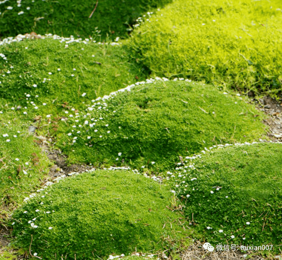 苔藓开花图片欣赏图片