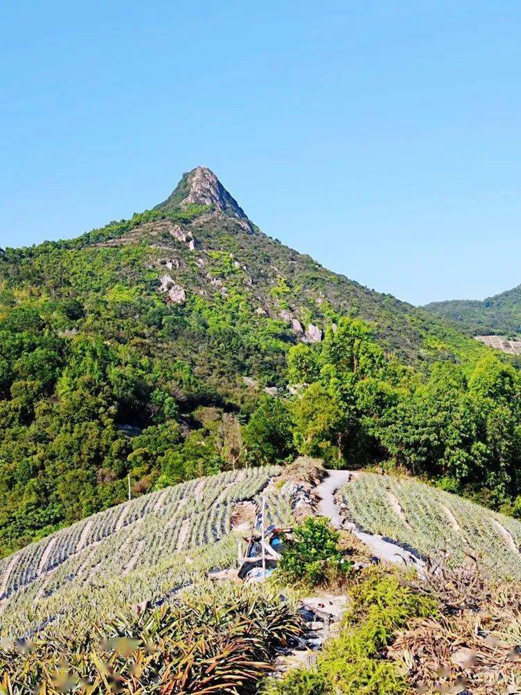 中山丫髻山森林公园图片