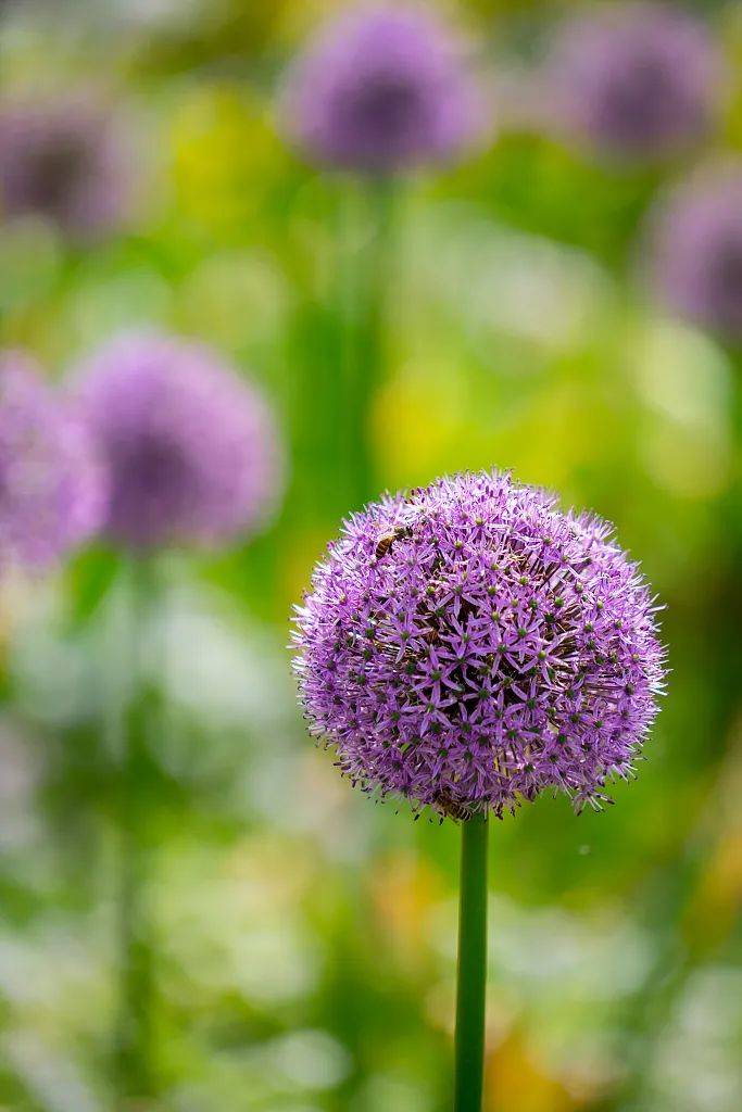 太原迎泽区风不误花有约带点浪漫回家吧