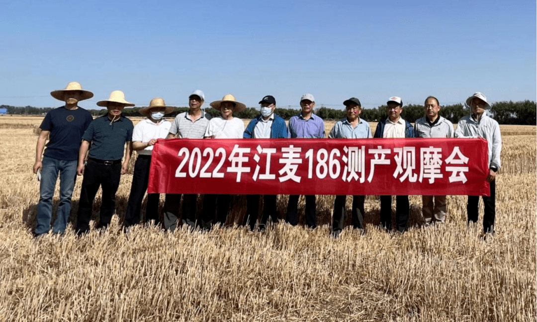泗阳连片种植的江麦186小麦实收亩产7077公斤创宿迁小麦单产最高纪录