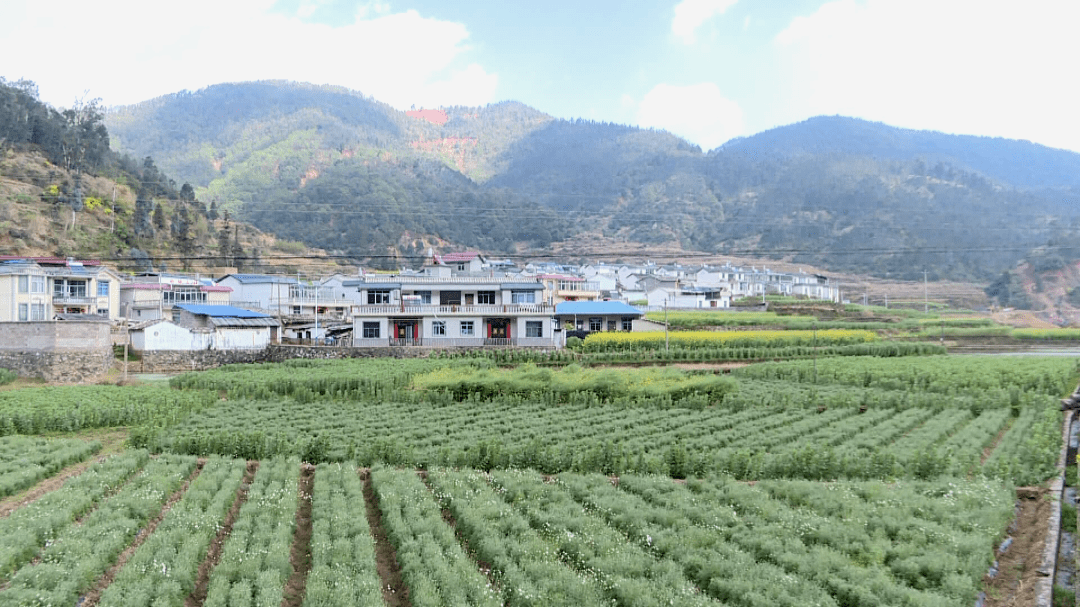 龙武镇以人居环境提升助推生态宜居美丽家园建设