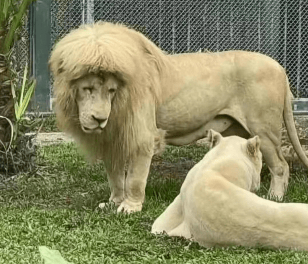 猫麻你看见没连狮子都有刘海儿