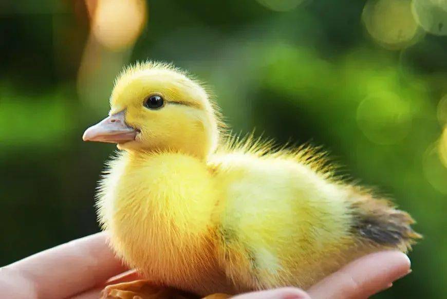 以前农户饲养的"扁嘴儿",咋成了城里人的宠物?