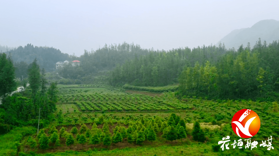 吴茱萸种植效益