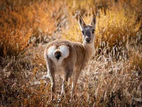 任性"发型狮"造型多变!广州动物园白狮"阿杭"爆红网络