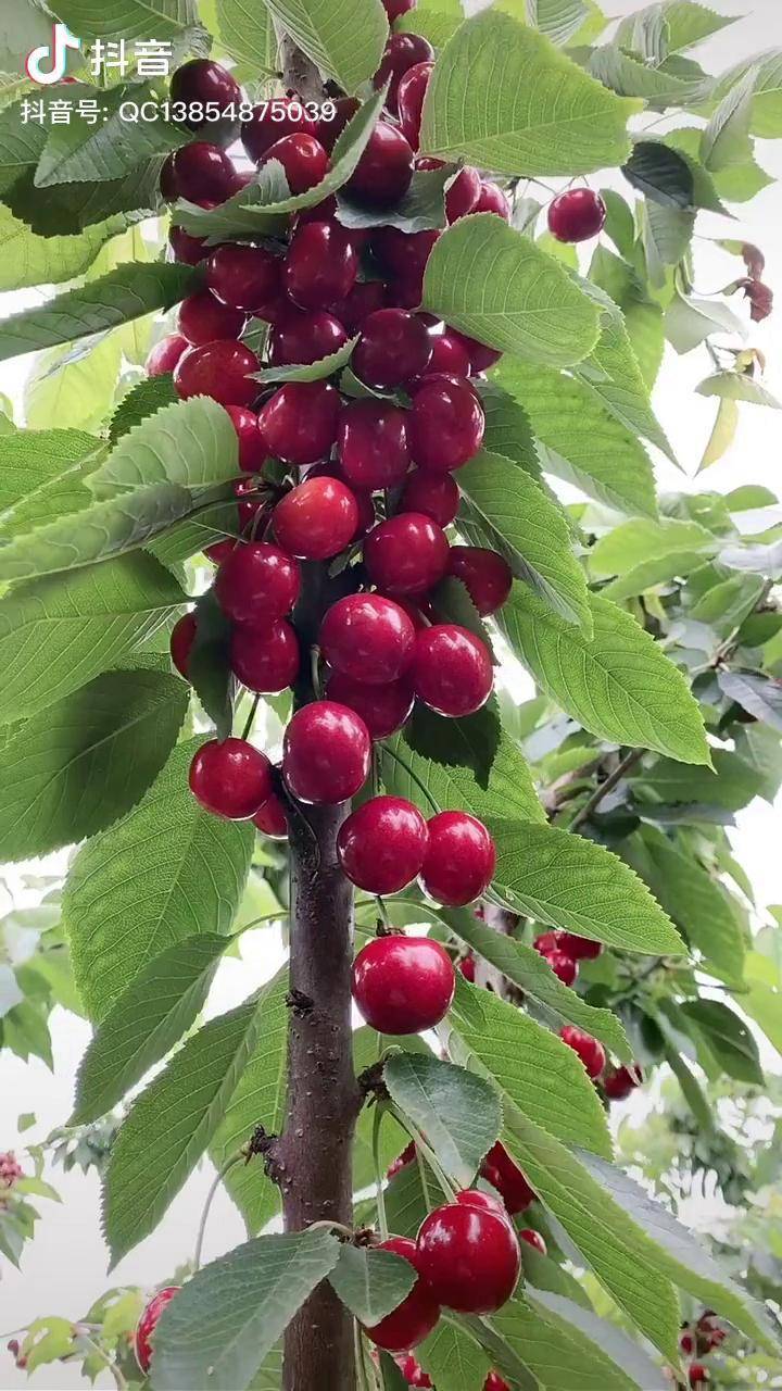 矮化车厘子大樱桃丰产状矮化樱桃苗果树苗热门