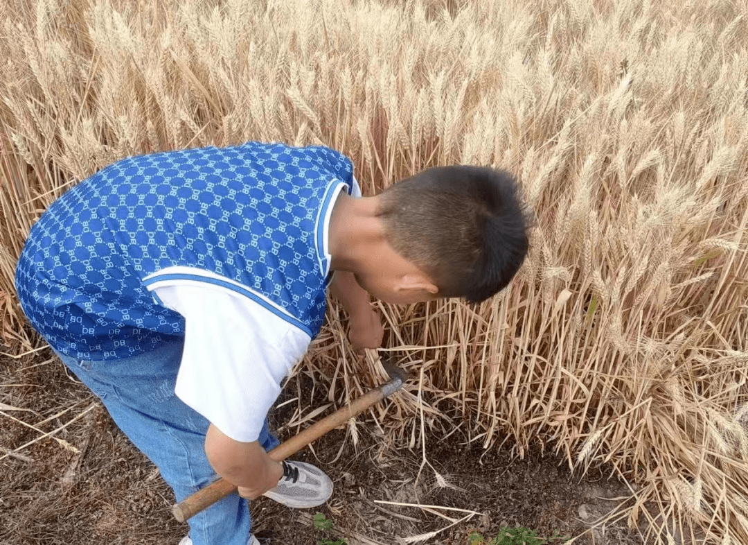萌娃体验麦收感受粒粒辛苦