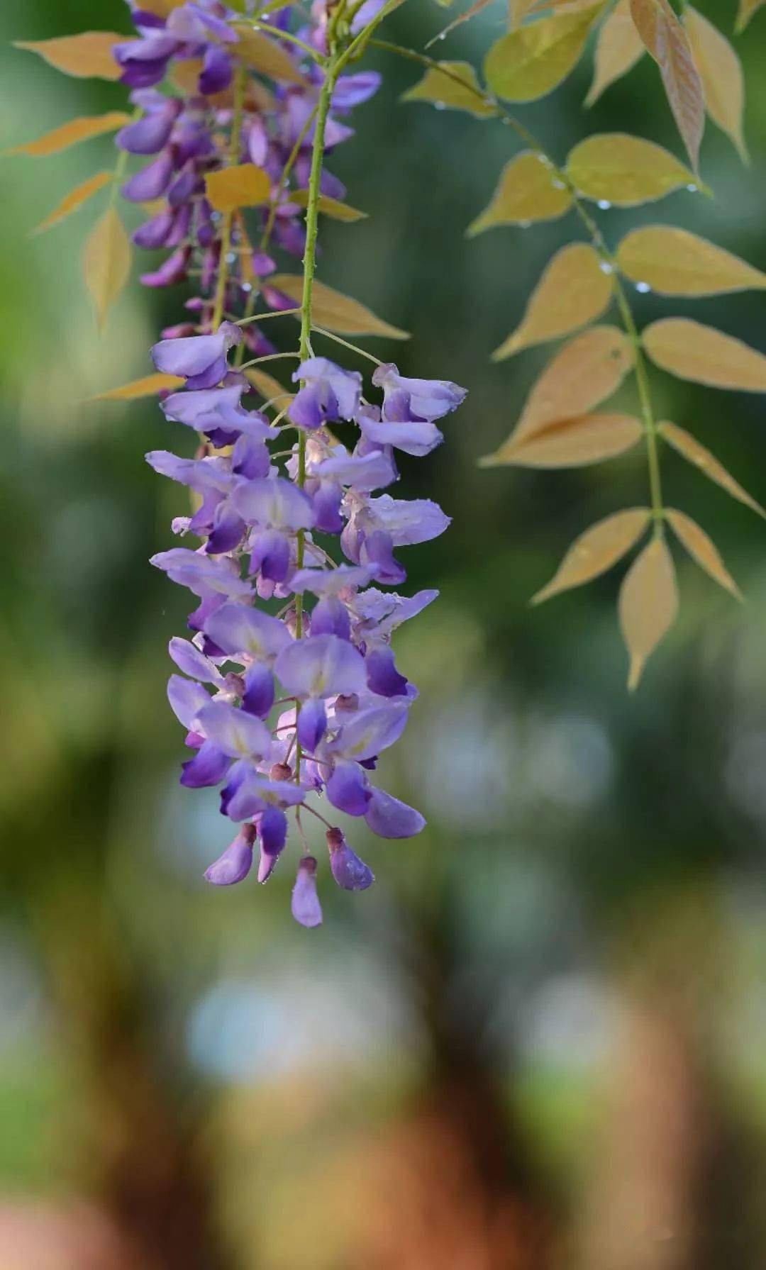 紫藤(腾龙90mm微距镜头摄影)_紫色_尼康_紫萝
