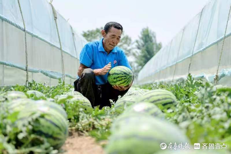 西瓜變身致富果馬莊鎮西瓜豐收畝產過萬斤