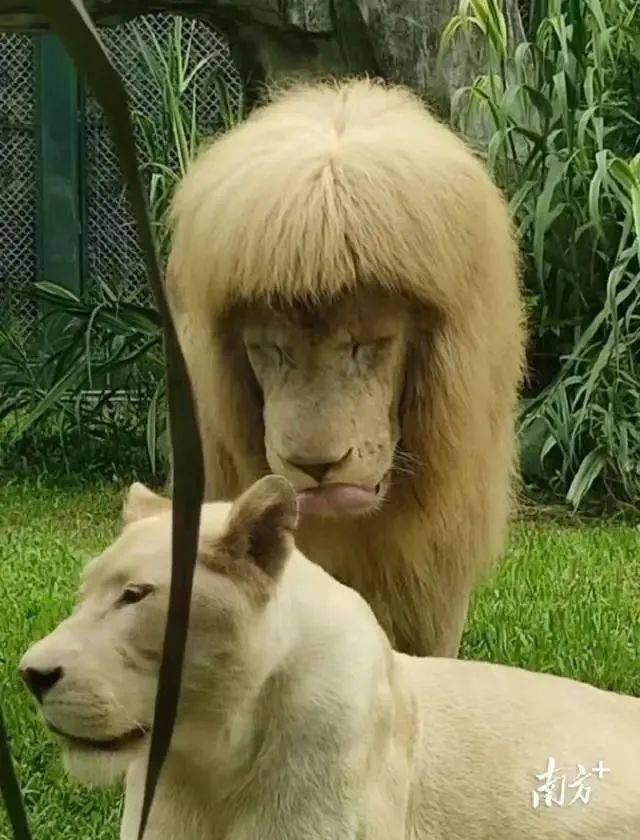 广州动物园回应:发型纯天然,无加工!