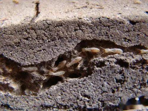 如果想找白蚁窝,需要顺着蚁路凿开墙壁下图为白蚁对墙壁电路造成的