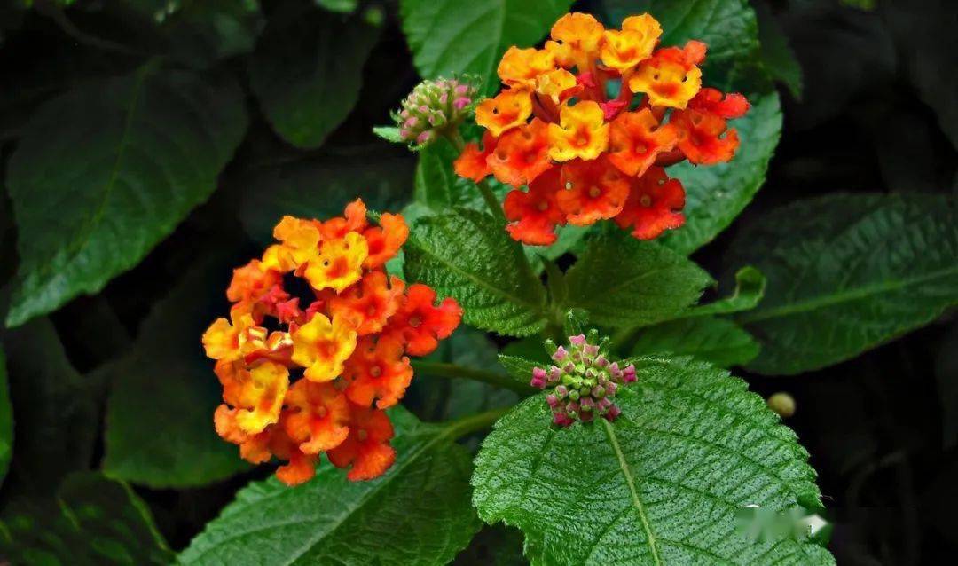 家喻户晓的6种驱蚊花夏天家里至少养一盆