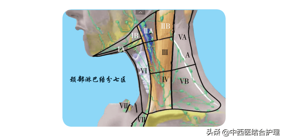 脖子后面器官图片