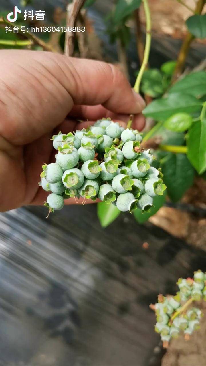 蓝莓的花苞其实是一个花絮开了之后上面都是一个一个的果子硕果累累