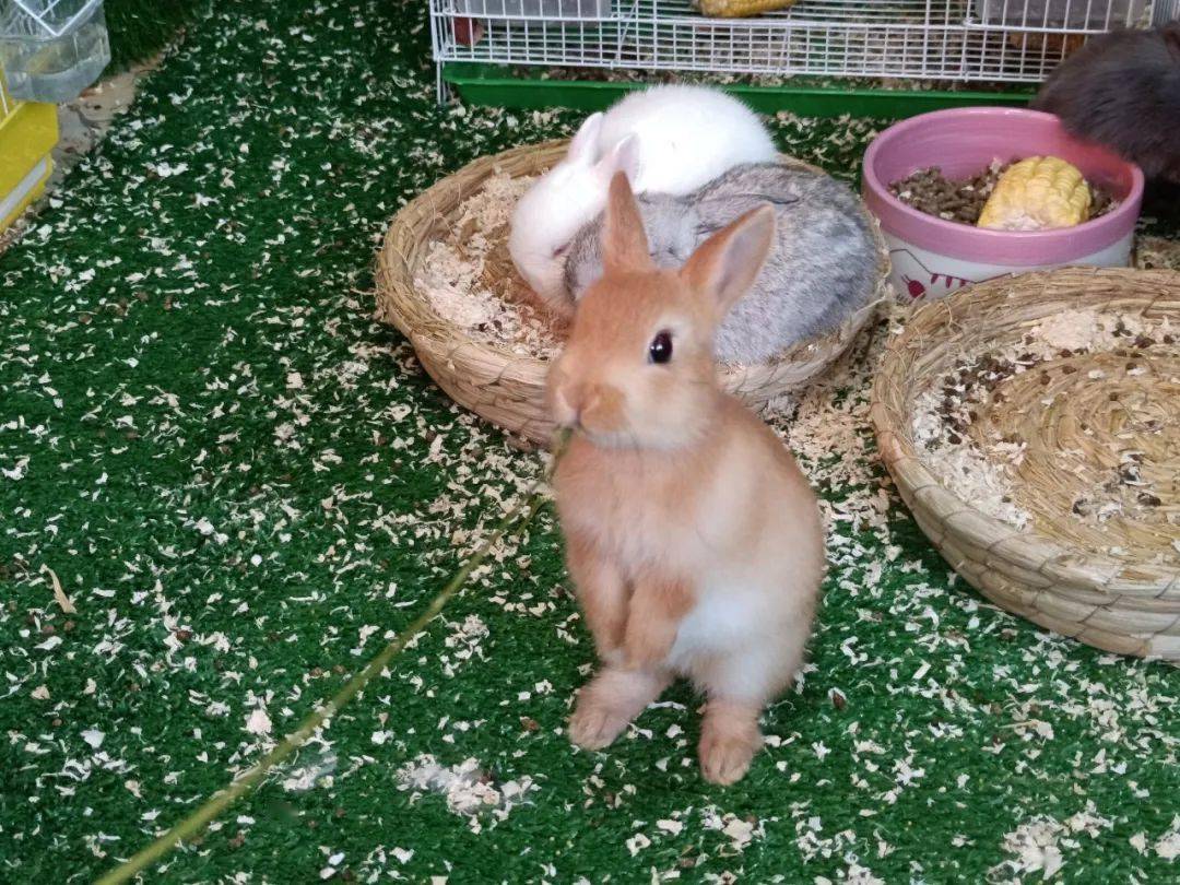 养宠物之小兔子最爱吃的十种食物快来记笔记