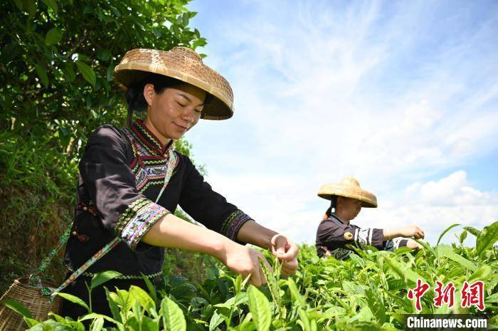 俯瞰广西千亩生态茶园 茶农山巅制茶香