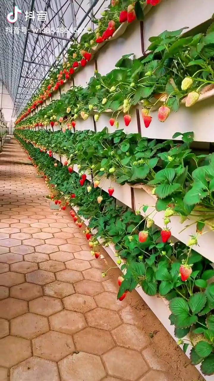 草莓苗露天大棚均可栽种立体栽培节省空间增加产量草莓苗当年移栽当年